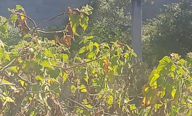 Jilotepec  Aldama  Vendo terreno  Arbolado propio para rancho