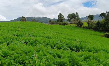 ¡OPORTUNIDAD IMPERDIBLE!  FINCA DE 24 CUADRAS EN LA UNION