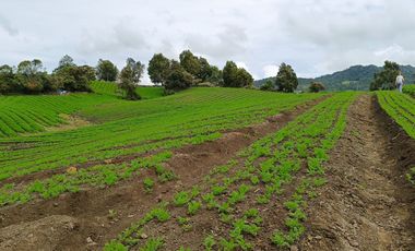 ¡OPORTUNIDAD IMPERDIBLE!  FINCA DE 24 CUADRAS EN LA UNION