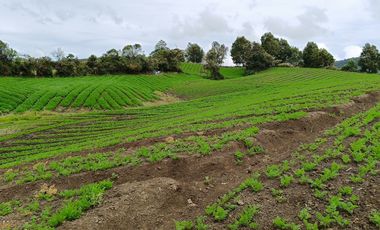 ¡OPORTUNIDAD IMPERDIBLE!  FINCA DE 24 CUADRAS EN LA UNION