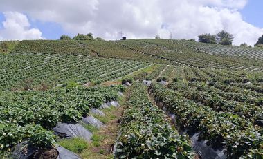 ¡OPORTUNIDAD IMPERDIBLE!  FINCA DE 24 CUADRAS EN LA UNION