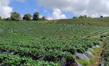 ¡OPORTUNIDAD IMPERDIBLE!  FINCA DE 24 CUADRAS EN LA UNION