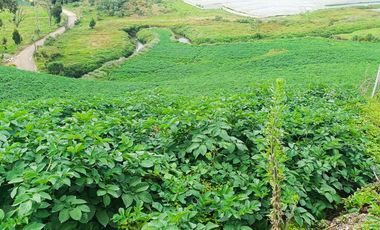 AGUA Y UBICACION PERFECTA, FINCA EN LA UNION DE 7 CUADRAS
