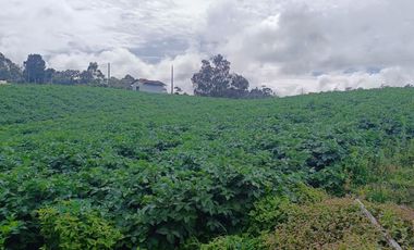 AGUA Y UBICACION PERFECTA, FINCA EN LA UNION DE 7 CUADRAS