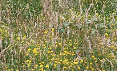 Vende Parcela en Fresia, Región de Los lagos
