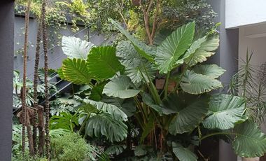 PRECIOSA CASA EN VENTA EN COL ANZURES DE LOS 50s TOTALMENTE REMODELADA Y LISTA PARA DISFRUTAR