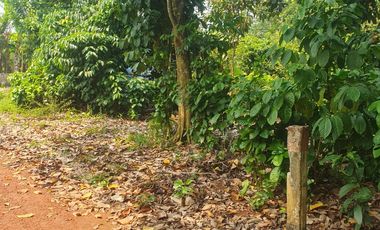 Kavling Cisauk Tepi Jalan Hanya 1Jtan/m,14 Menit Gerbang Tol Legok