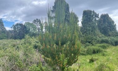 Vende parcela, Fundo Ventisquero, camino Ensenada, Puerto Varas.