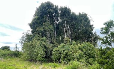 Vende parcela, Fundo Ventisquero, camino Ensenada, Puerto Varas.