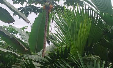 PUERTO QUITO, VENTA DE HERMOSA QUINTA JUNTO AL RIO CAONI, PLANITA