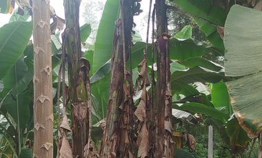 PUERTO QUITO, VENTA DE HERMOSA QUINTA JUNTO AL RIO CAONI, PLANITA