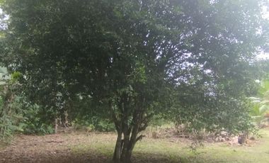 PUERTO QUITO, VENTA DE HERMOSA QUINTA JUNTO AL RIO CAONI, PLANITA