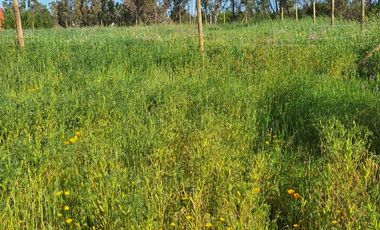 Terreno Parcela Pichilemu Cahuil Bucalemu