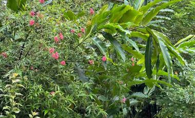 Beautiful resort / farm home in Tagaytay Midlands