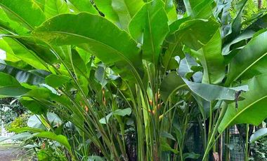 Beautiful resort / farm home in Tagaytay Midlands