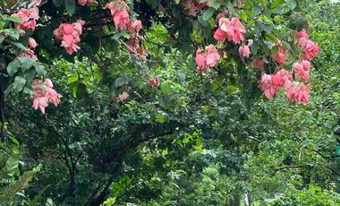 Beautiful resort / farm home in Tagaytay Midlands