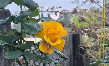 Casa con amplio terreno de 630 m² en urbanización privada (Cashapamba)