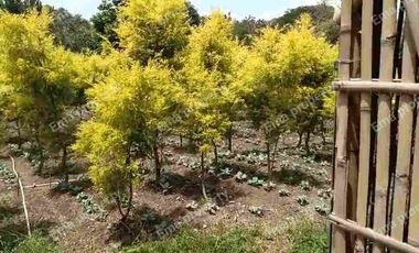 Dijual/disewakan rumah hitung tanah Raya Bukit Berbunga Batu Malang