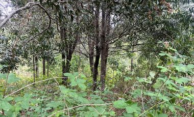 Vendo Parcela De Agrado En Cuenca Del Lago Ranco, Futrono