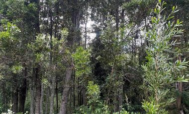 Vendo Parcela De Agrado En Cuenca Del Lago Ranco, Futrono