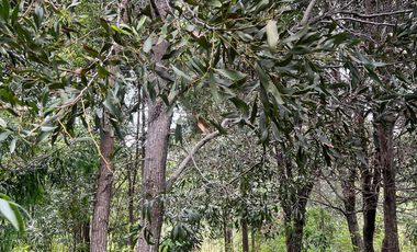 Vendo Parcela De Agrado En Cuenca Del Lago Ranco, Futrono