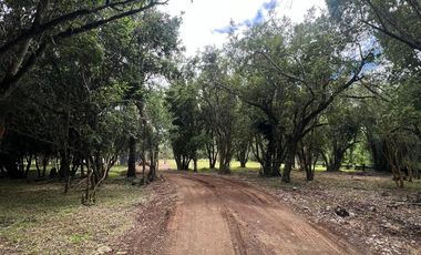 Vendo Parcela De Agrado En Cuenca Del Lago Ranco, Futrono