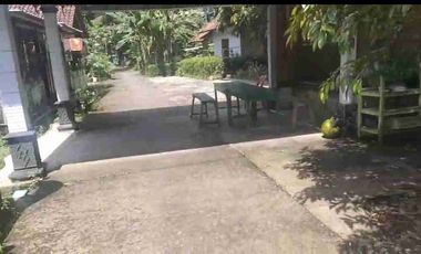 Dijual Kebun Durian Bawor + Musangking dan Alpukat di Bagelen Purworejo