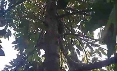 Dijual Kebun Durian Bawor + Musangking dan Alpukat di Bagelen Purworejo