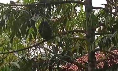 Dijual Kebun Durian Bawor + Musangking dan Alpukat di Bagelen Purworejo