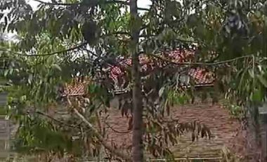 Dijual Kebun Durian Bawor + Musangking dan Alpukat di Bagelen Purworejo