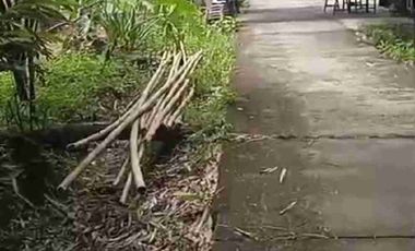 Dijual Kebun Durian Bawor + Musangking dan Alpukat di Bagelen Purworejo