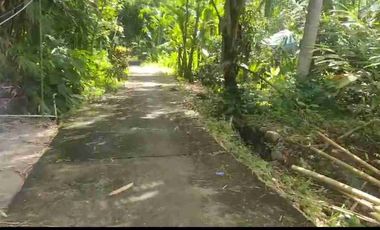 Dijual Kebun Durian Bawor + Musangking dan Alpukat di Bagelen Purworejo