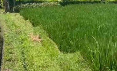 jual tanah dekat pantai soka dan pantai antap