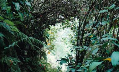 VENTA DE FINCA FILANDIA