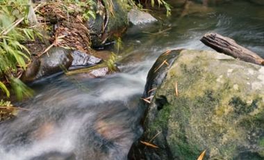 VENTA DE FINCA FILANDIA