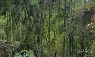 VENTA DE FINCA FILANDIA