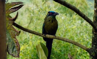 VENTA DE FINCA FILANDIA