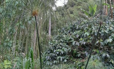 VENTA DE FINCA FILANDIA