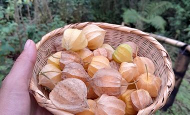 VENTA DE FINCA FILANDIA