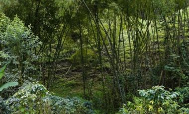 VENTA DE FINCA FILANDIA