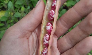 VENTA DE FINCA FILANDIA