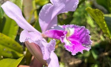 VENTA DE FINCA FILANDIA