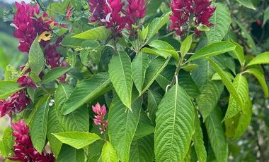 VENTA DE FINCA FILANDIA