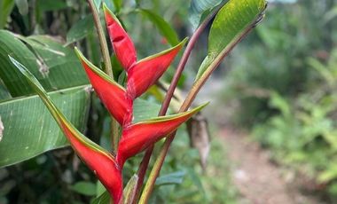 VENTA DE FINCA FILANDIA