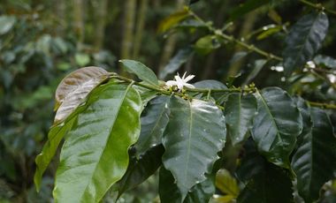 VENTA DE FINCA FILANDIA