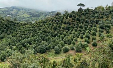 VENTA DE FINCA DE 50.700 MT2, SE PUEDE DIVIDIR EN 5 LOTES, CON ESPECTACULAR VISTA A LA PIEDRA DEL PEÑOL, EL PEÑOL, ANTIOQUIA