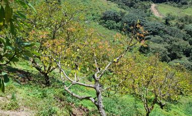 VENTA DE FINCA DE 50.700 MT2, SE PUEDE DIVIDIR EN 5 LOTES, CON ESPECTACULAR VISTA A LA PIEDRA DEL PEÑOL, EL PEÑOL, ANTIOQUIA