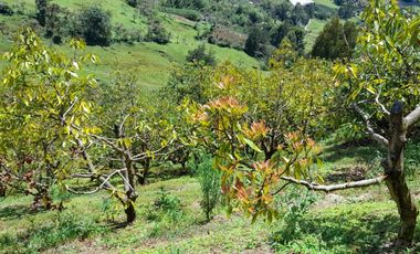 VENTA DE FINCA DE 50.700 MT2, SE PUEDE DIVIDIR EN 5 LOTES, CON ESPECTACULAR VISTA A LA PIEDRA DEL PEÑOL, EL PEÑOL, ANTIOQUIA