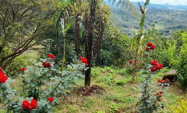 VENTA DE FINCA DE 50.700 MT2, SE PUEDE DIVIDIR EN 5 LOTES, CON ESPECTACULAR VISTA A LA PIEDRA DEL PEÑOL, EL PEÑOL, ANTIOQUIA