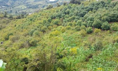 VENTA DE FINCA DE 50.700 MT2, SE PUEDE DIVIDIR EN 5 LOTES, CON ESPECTACULAR VISTA A LA PIEDRA DEL PEÑOL, EL PEÑOL, ANTIOQUIA